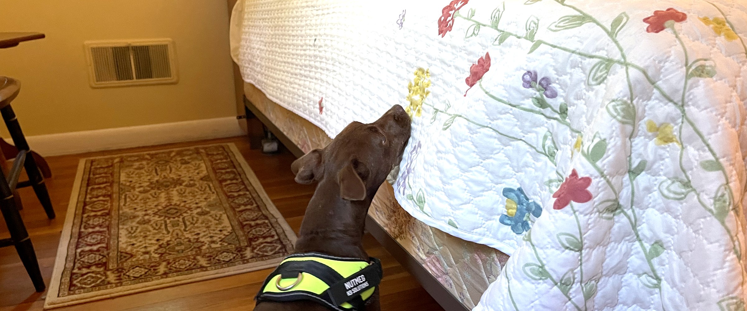 K9 bed bug detection dog inspecting a bed