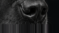 K9 nose used for targeted bed bug scent detection