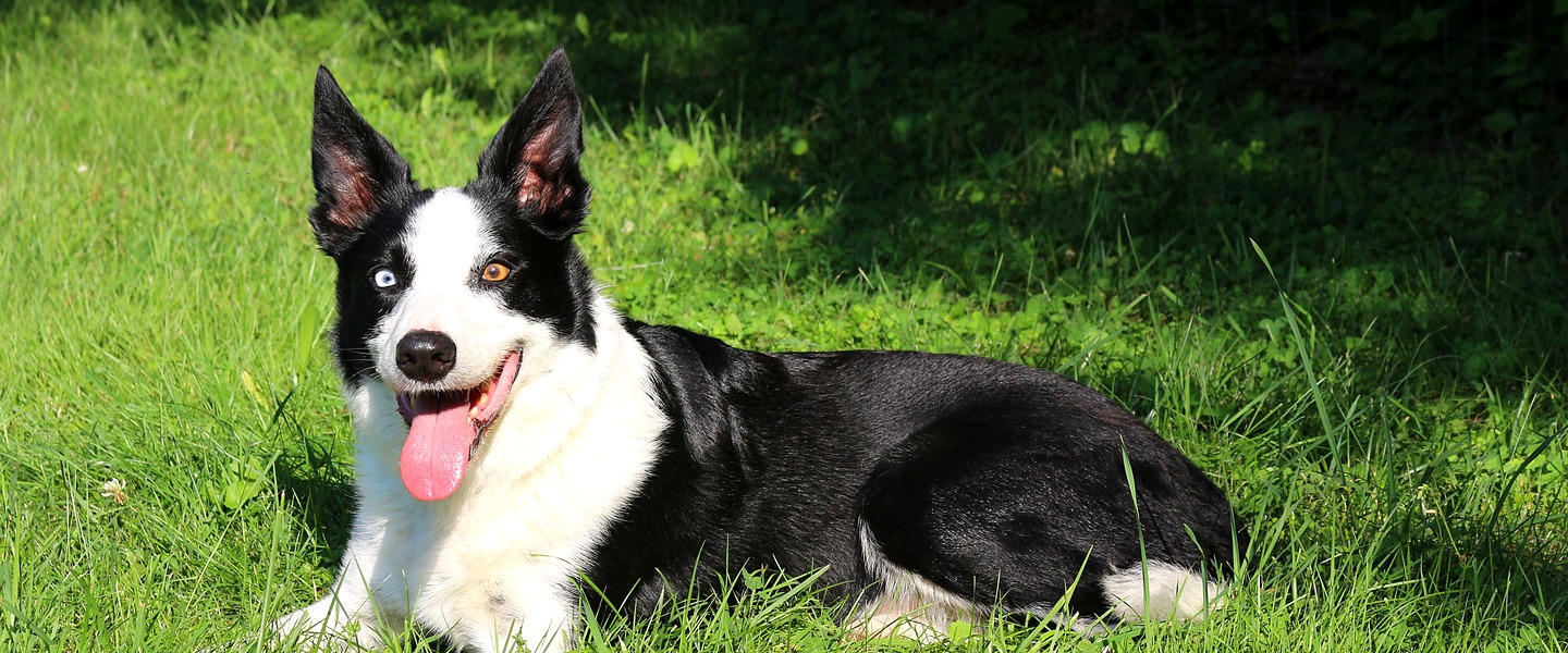 Border Collie lying in grass for goose management work