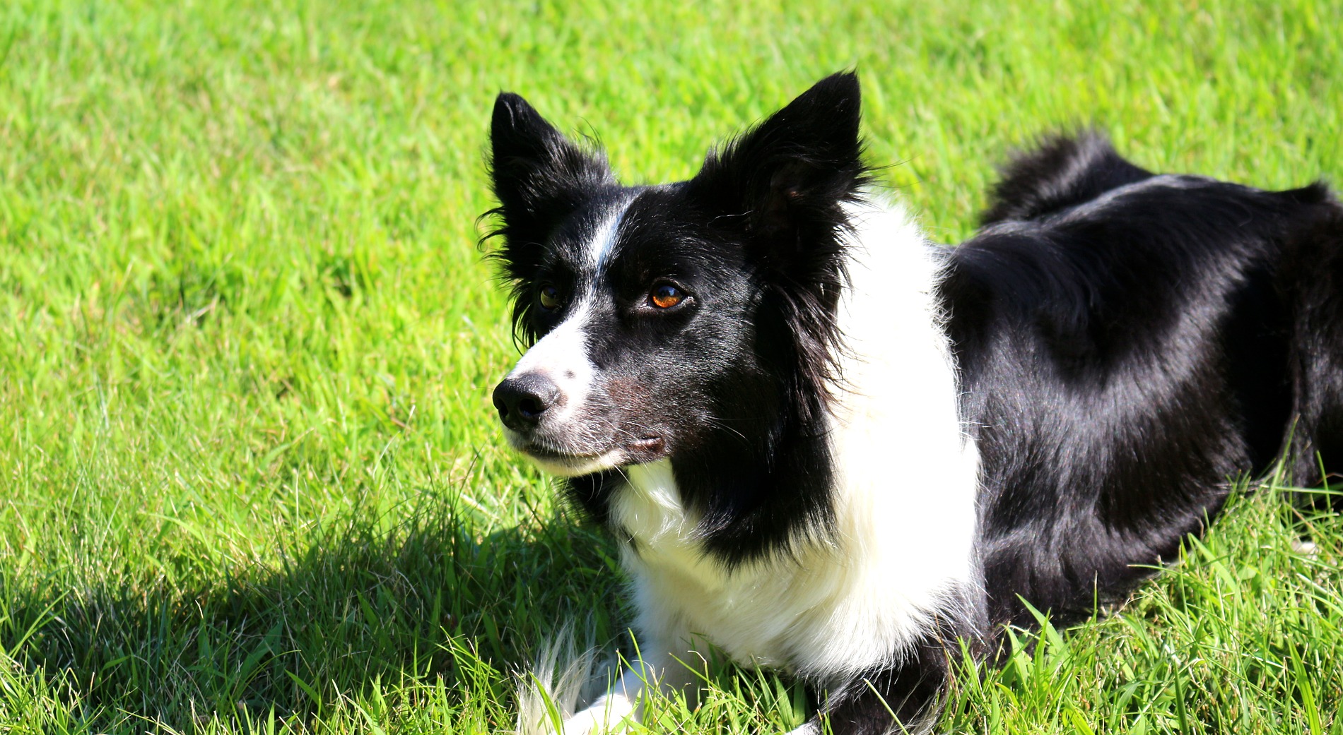 Border Collie watching from the grass for Nutmeg K9 Solutions