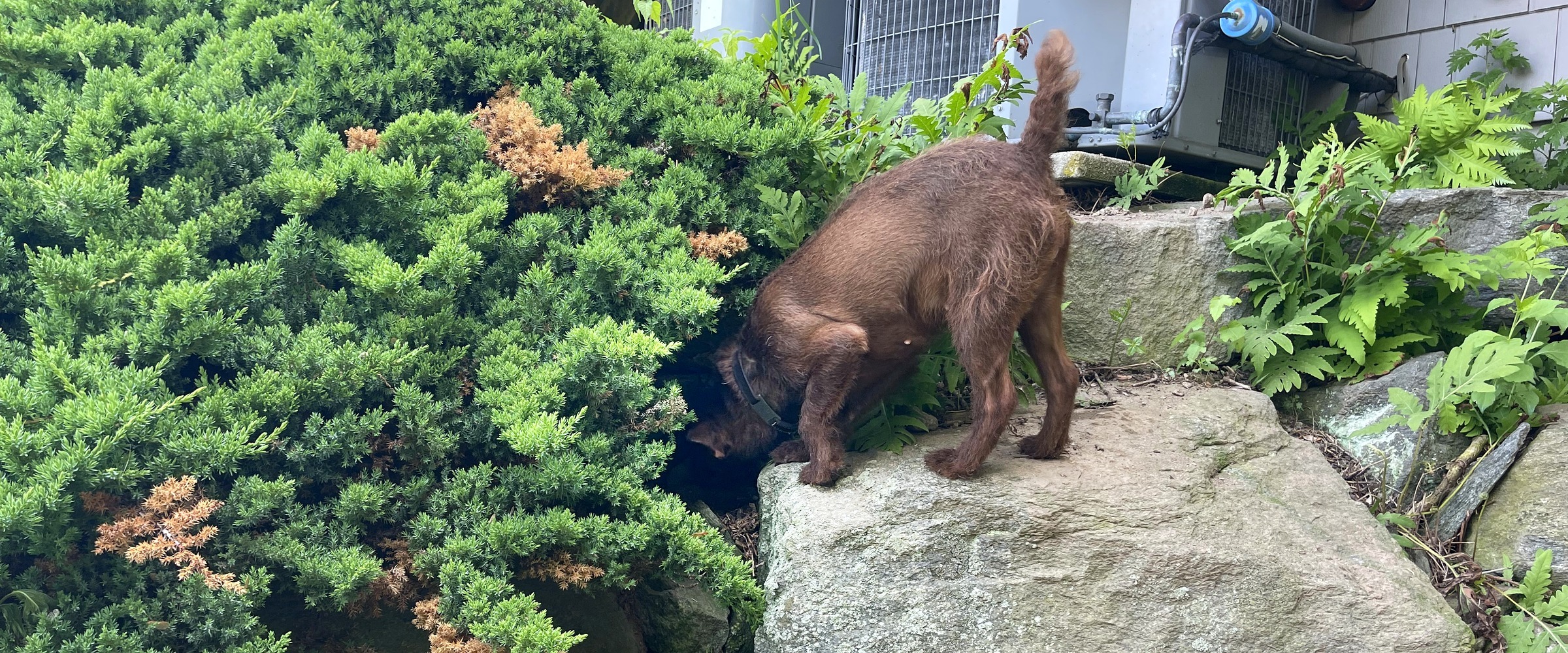 Nutmeg K9 working dog inspecting an outdoor property edge