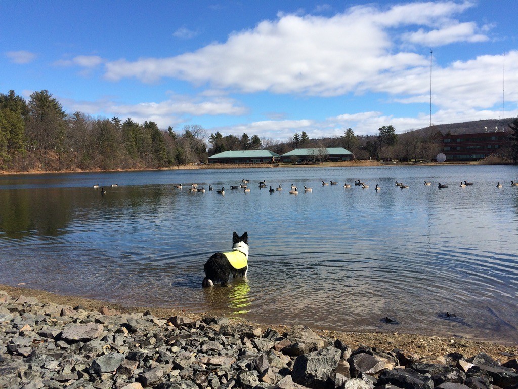 Border Collie watching geese on a lake